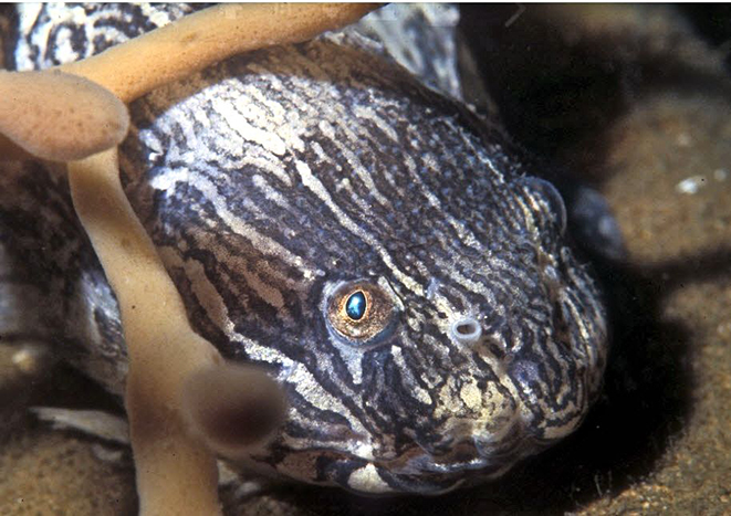 Liparis liparis_06.jpg